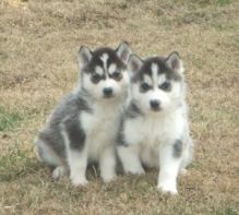 Male and Female Siberian Husky Image eClassifieds4U