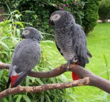 Adopt African Grey Parrots Today