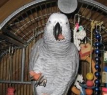 Sweet African Grey Parrots Available/Cage