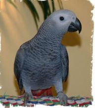 Healthy African Grey Parrot