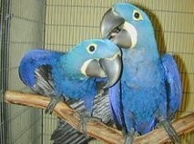 Hyacinth Macaw Parrots