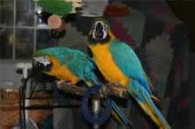 Hyacinth Macaws for Adoption