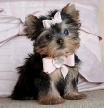 Teacup Yorkie Puppies for Adoption