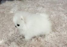 White Teacup Pom Puppies