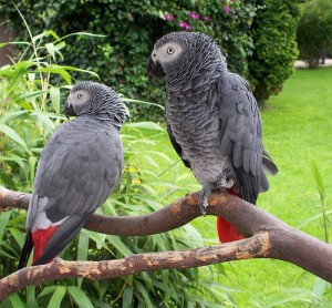Adopt African Grey Parrots Today Image eClassifieds4u