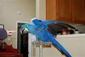 DNA Congo African Grey Parrots For adoptio Image eClassifieds4u