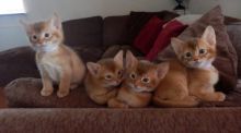 Abyssinian Male Kittens Image eClassifieds4U