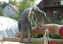 African Grey Parrots! Image eClassifieds4U
