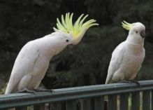 Awesome Baby Face Xmas Hand-Fed Umbrella Cockatoo For Sale!!! Image eClassifieds4U