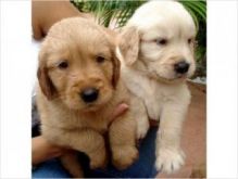 Awesome Golden Retriever Puppies Available For Adoption Image eClassifieds4U