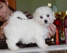 Awesome Male And Female Maltese Puppies Available Image eClassifieds4U