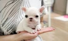 Beautiful Blue and White Pied French Bulldog Pups Image eClassifieds4U