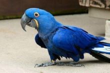 Hand Tamed Hyacinth Macaw Parrot for Adoption Image eClassifieds4U