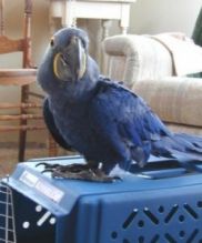Hyacinth Macaw Birds For Re Homing To Any Loving HOME TEXT AT (347) 921-0128 Image eClassifieds4U