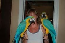 Male and Female Blue and Gold Macaw Parrots for adoption Image eClassifieds4U
