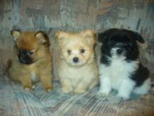Toy-size and stander Pomeranian Puppies for Sale Image eClassifieds4U