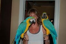 Male and Female Blue and Gold Macaw Parrots for adoption Image eClassifieds4u