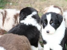 Amazing Ckc registered Australian Shepherd Puppies For Good Homes