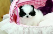 Adorable Pedigree Pomeranian Puppies//jeankatty@gmail.co