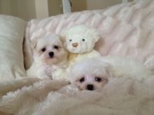 Very Healthy Bichon Maltese Puppies For Adoption