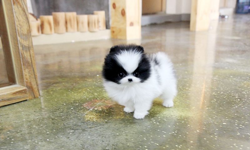 Pomeranian puppies Available/jeankatty@gmail.com Image eClassifieds4u