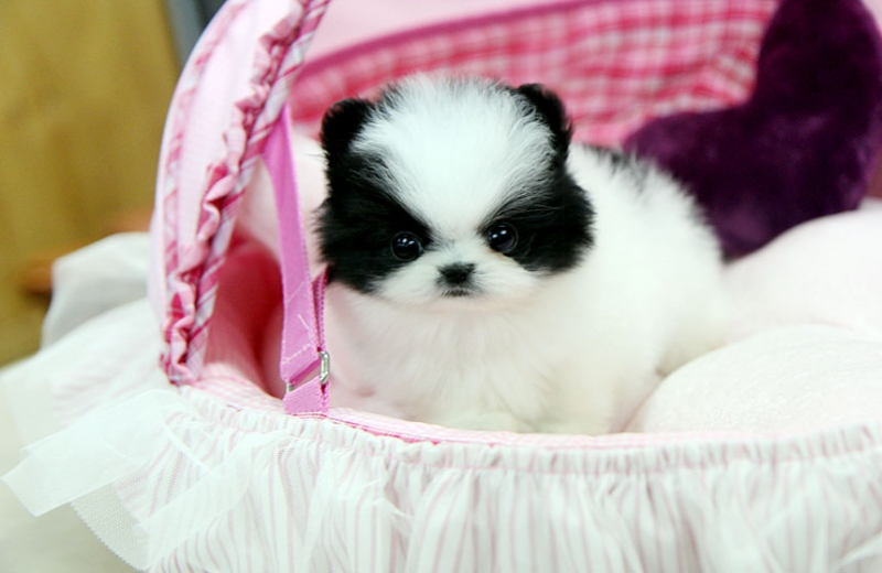 Beautiful Pomeranians//jeankatty@gmail.com Image eClassifieds4u
