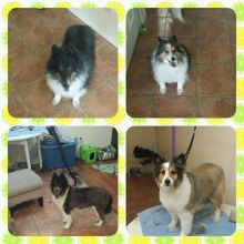 Private home based dog grooming Image eClassifieds4u 2