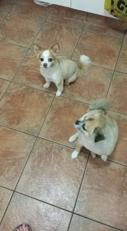 Private home based dog grooming Image eClassifieds4u