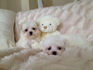 Very Healthy Bichon Maltese Puppies For Adoption Image eClassifieds4u