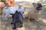 Excellent French Bulldog puppies