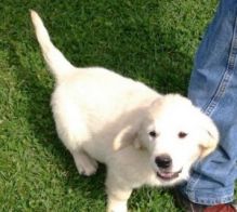 Golden Retriever Puppies for sale text 424-261-3140