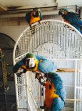 I have 4 lovely macaw babies for sale