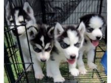 Quality Siberians Husky Puppies---j.eronicaamana.da@gmail.com