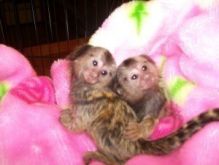 Twin Pygmy Marmosets Monkeys for Adoption--jeronicaamana.da@gmail.com