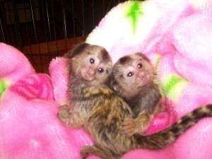 Exotic Pets-Monkeys for Sale,,,jeronicaamana.da@gmail.com Image eClassifieds4u