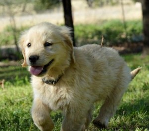 Golden Retriever Puppies for sale text 424-261-3140 Image eClassifieds4u