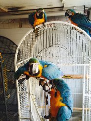I have 4 lovely macaw babies for sale Image eClassifieds4u