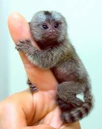 Interlligent Marmoset Monkeys for Home Companion--jeronicaamanada@gmail.com Image eClassifieds4u
