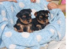 Cute Yorkie Puppies Available Image eClassifieds4U