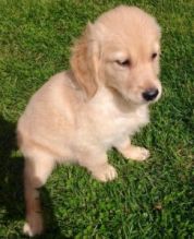 Golden Retriever Puppies for sale text 424-261-3140 Image eClassifieds4u 3