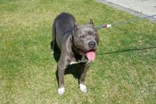 pitbull for sale Image eClassifieds4U