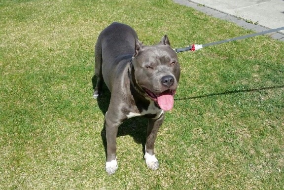 pitbull for sale Image eClassifieds4u