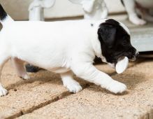 Beautiful Jack Russel terrier puppies Available (240)X 408X5969
