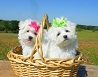 Adorable Maltese puppies ready