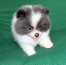 Adorable Pedigree Pomeranian Puppies