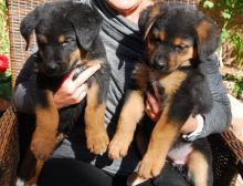 Charming German Shepherd Puppies Available