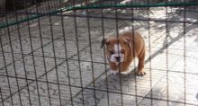 ENGLISH BULLDOG PUPPIES FOR SALE