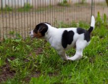 Jack Russell pups for Adoption