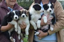 Likable Border Collie puppies