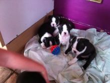 Lovable Boston terrier puppies Available